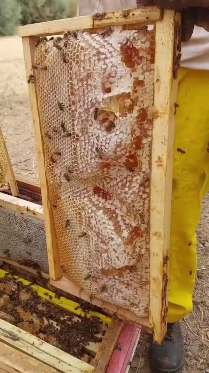 عسل درمانی خالص وطبیعی باساکارز زیر ۱ وبرگه آزمایش|خوردنی و آشامیدنی|قم, پردیسان|دیوار