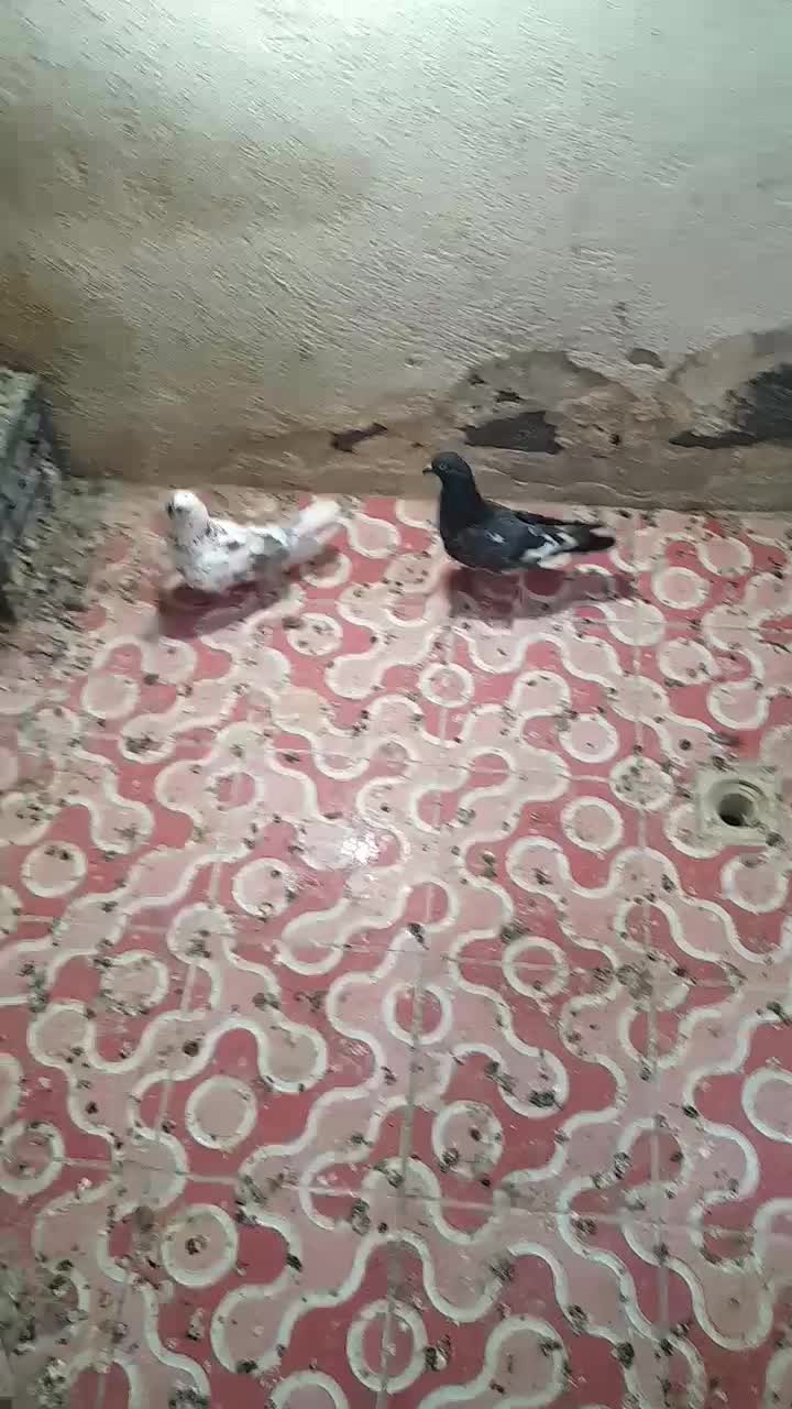 کبوتر|پرنده|شاهین دژ, |دیوار