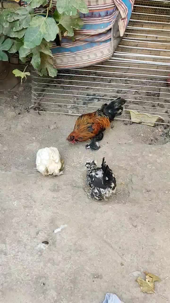 فروش دو تا مرغ و یک خروس پا پر|پرنده|طارم, |دیوار