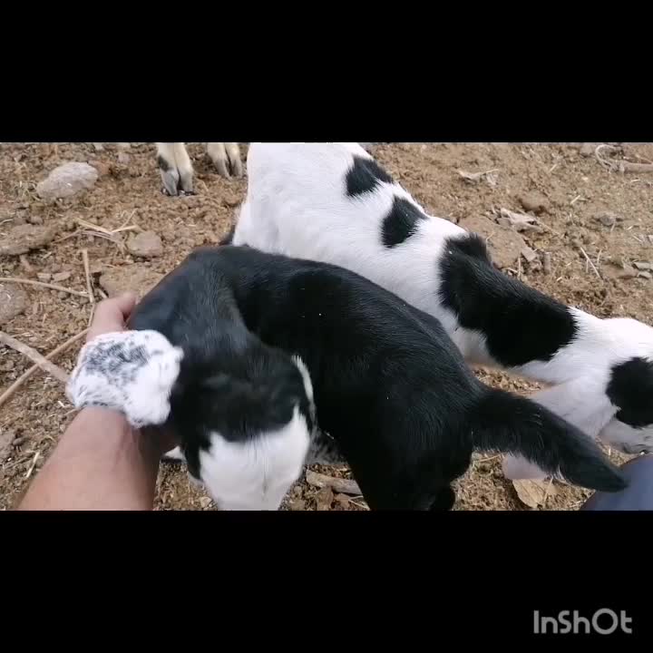 بز دوقلو زا با بزغاله|حیوانات مزرعه|گنبد کاووس, |دیوار