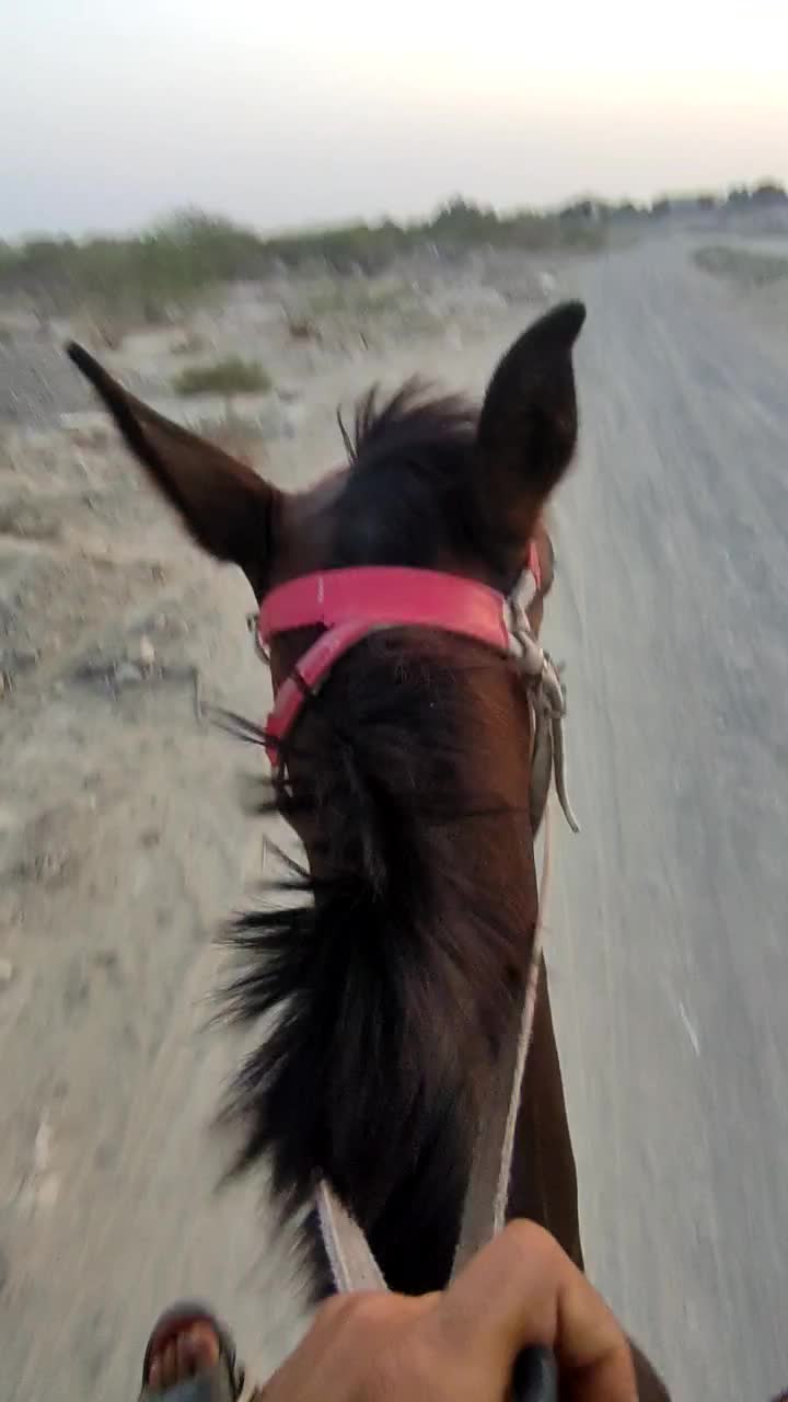 مادیان سه ساله|اسب و تجهیزات اسب‌سواری|میناب, |دیوار