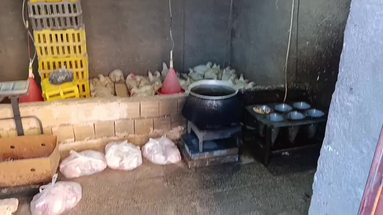 مرغ زنده همراه با پرکنی با بهترین قیمت|حیوانات مزرعه|بیرانوند, |دیوار