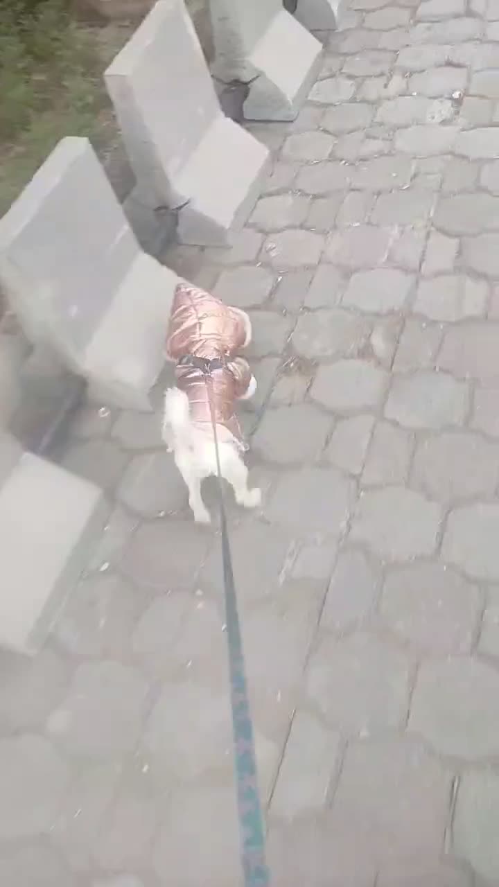 سگ اشپیدز با نمک او حرف گوش کن|سگ|ساوه, |دیوار