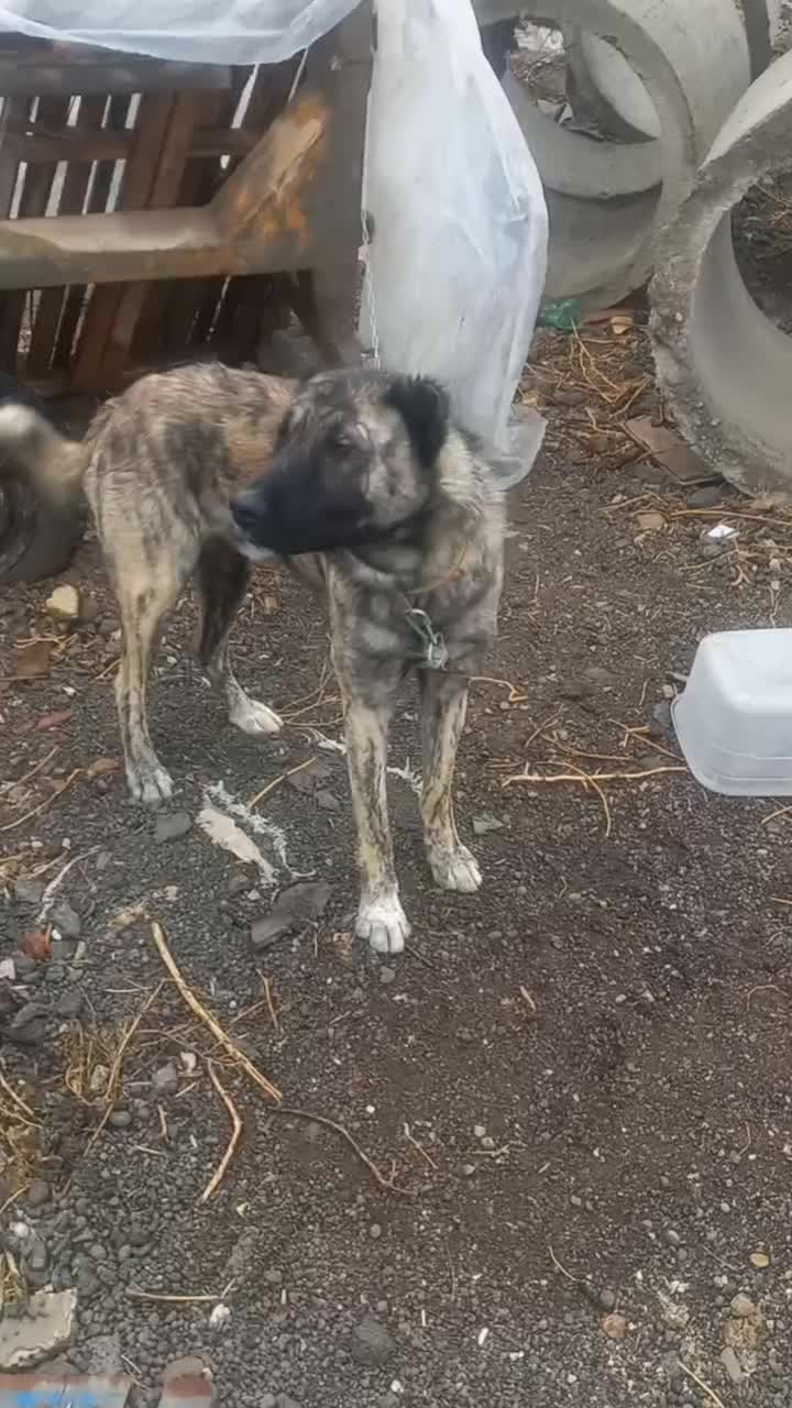 سگ نرافغان وماده سرابی|سگ|هیر, |دیوار