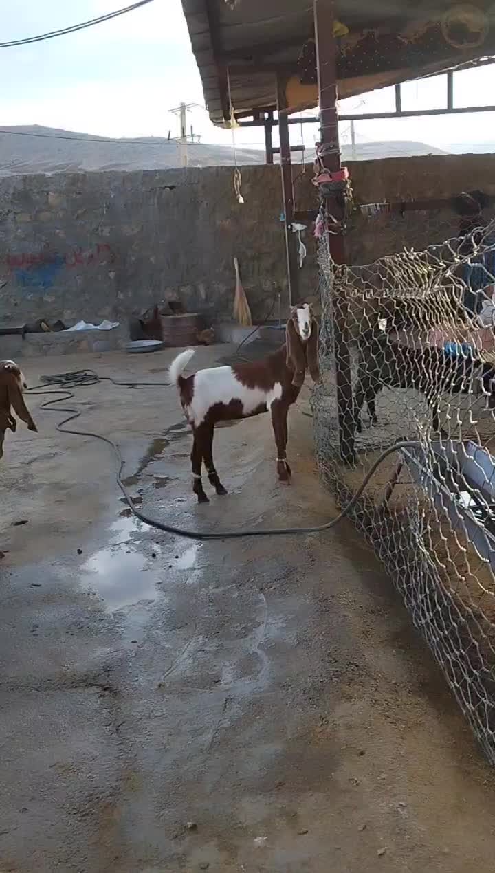 بزغاله پاکستانی اصلا جنس|حیوانات مزرعه|بیرانوند, |دیوار