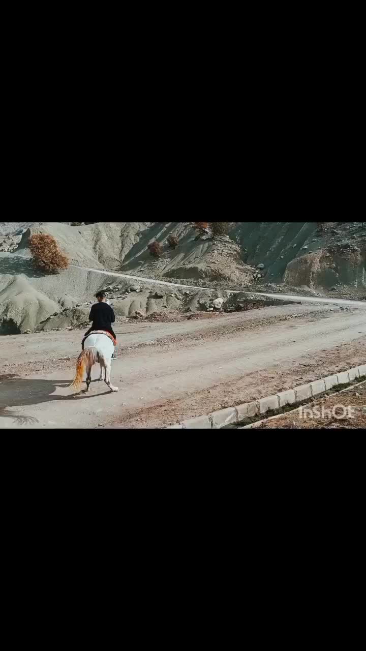 اسب کرد|اسب و تجهیزات اسب‌سواری|پاپی, |دیوار