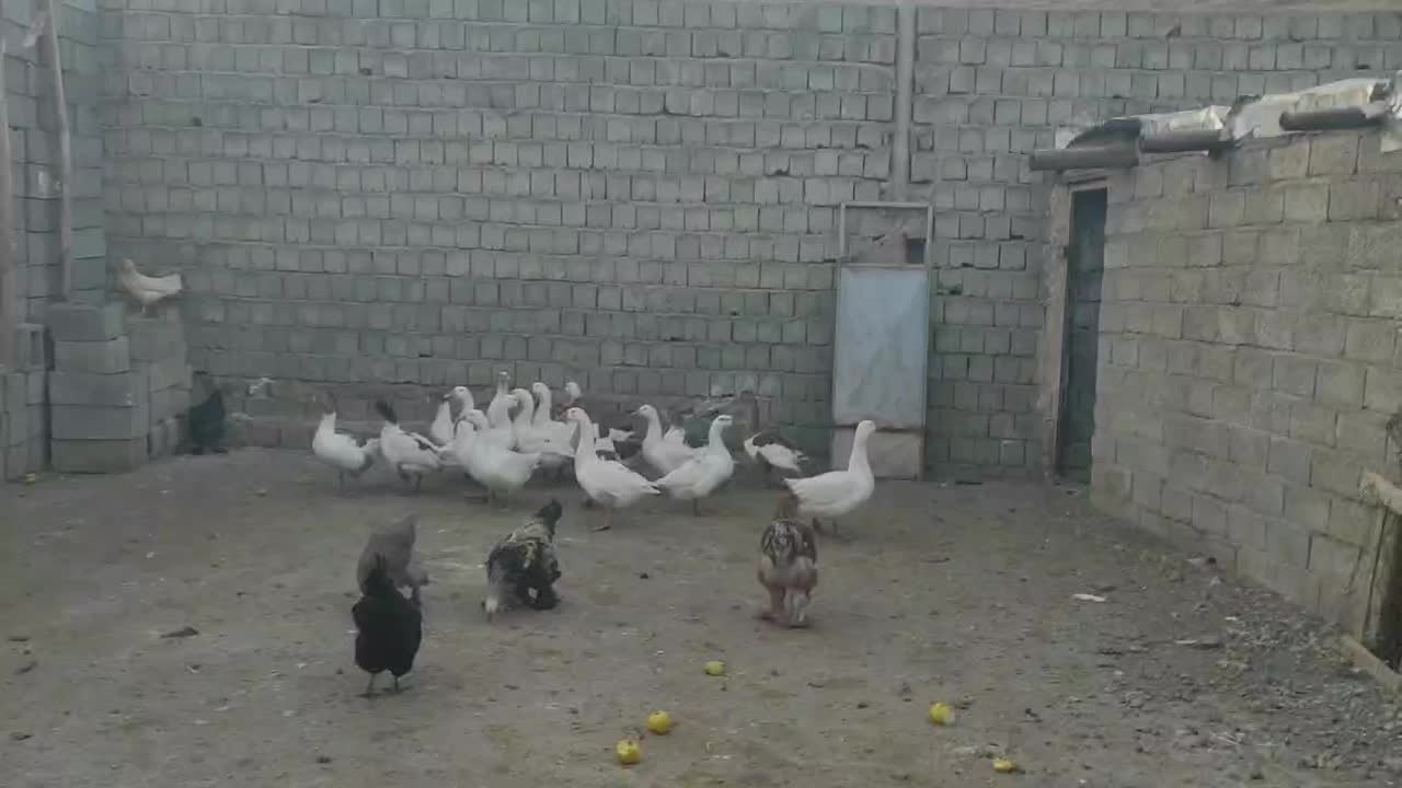 فروش غازهای محلی|حیوانات مزرعه|نقده, |دیوار