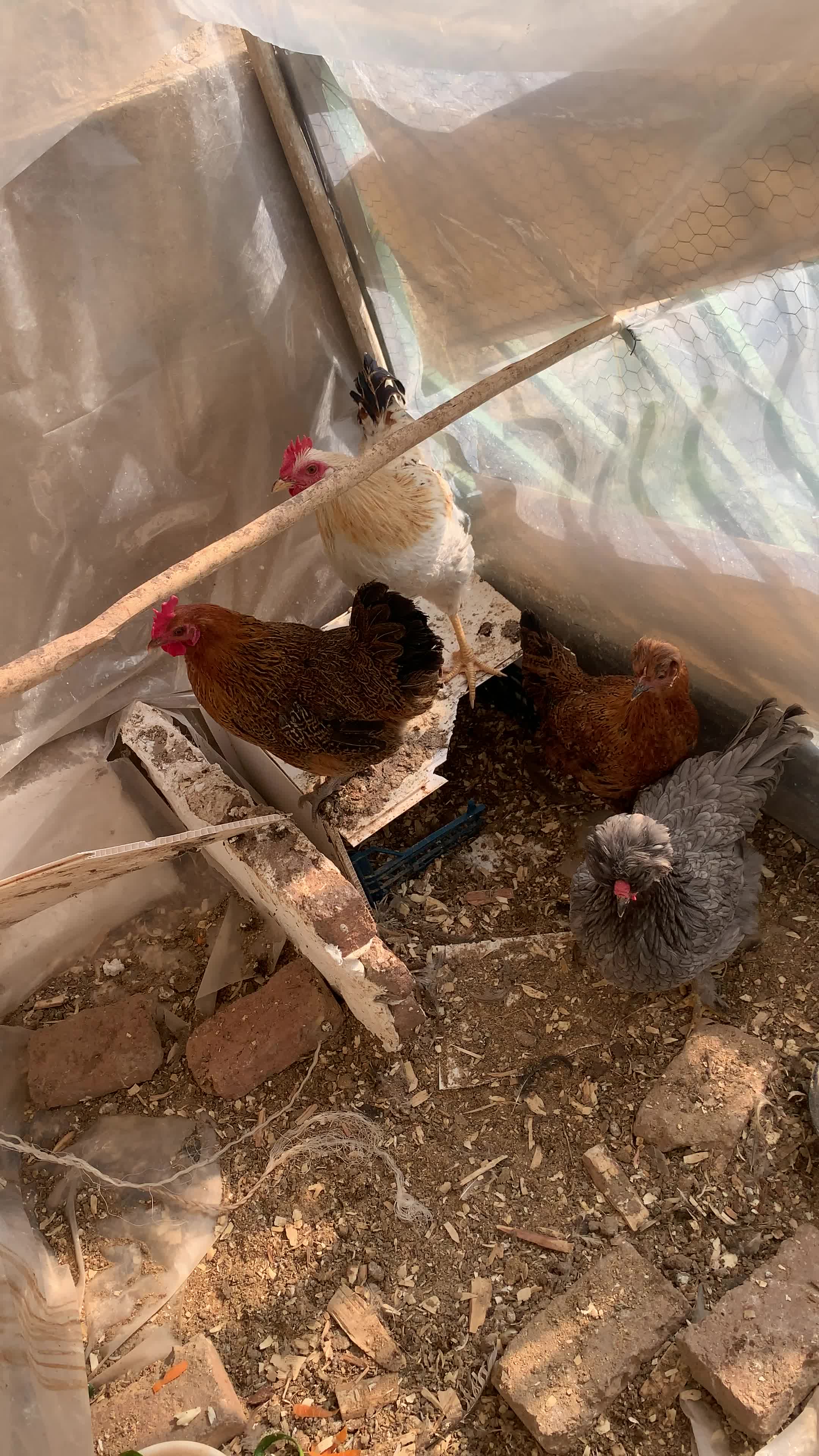 مرغ خروس|حیوانات مزرعه|بانه, |دیوار