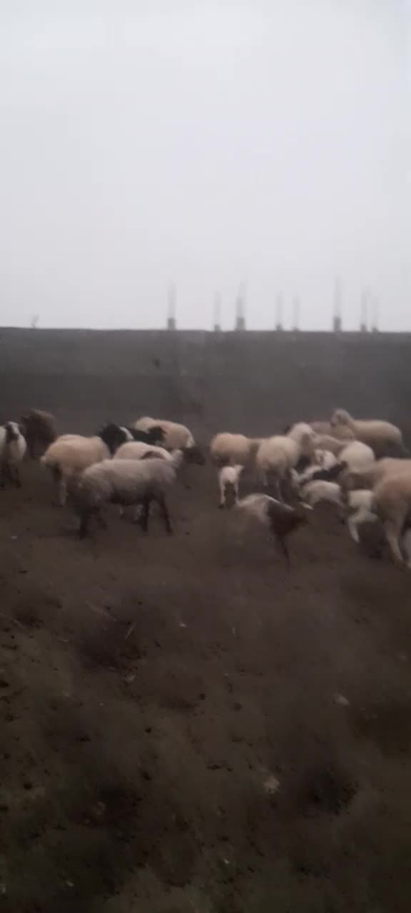 50 پاییزدامی|حیوانات مزرعه|اسالم, |دیوار