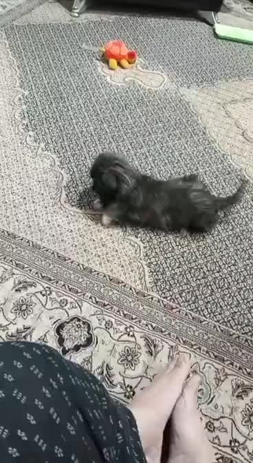 توله شیتزو مینیاتوری سایز صفر|سگ|شهریار, فرارت|دیوار