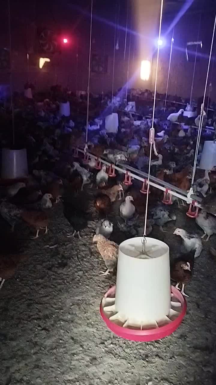 نیمچه سه ماهه|حیوانات مزرعه|مشگین شهر, |دیوار