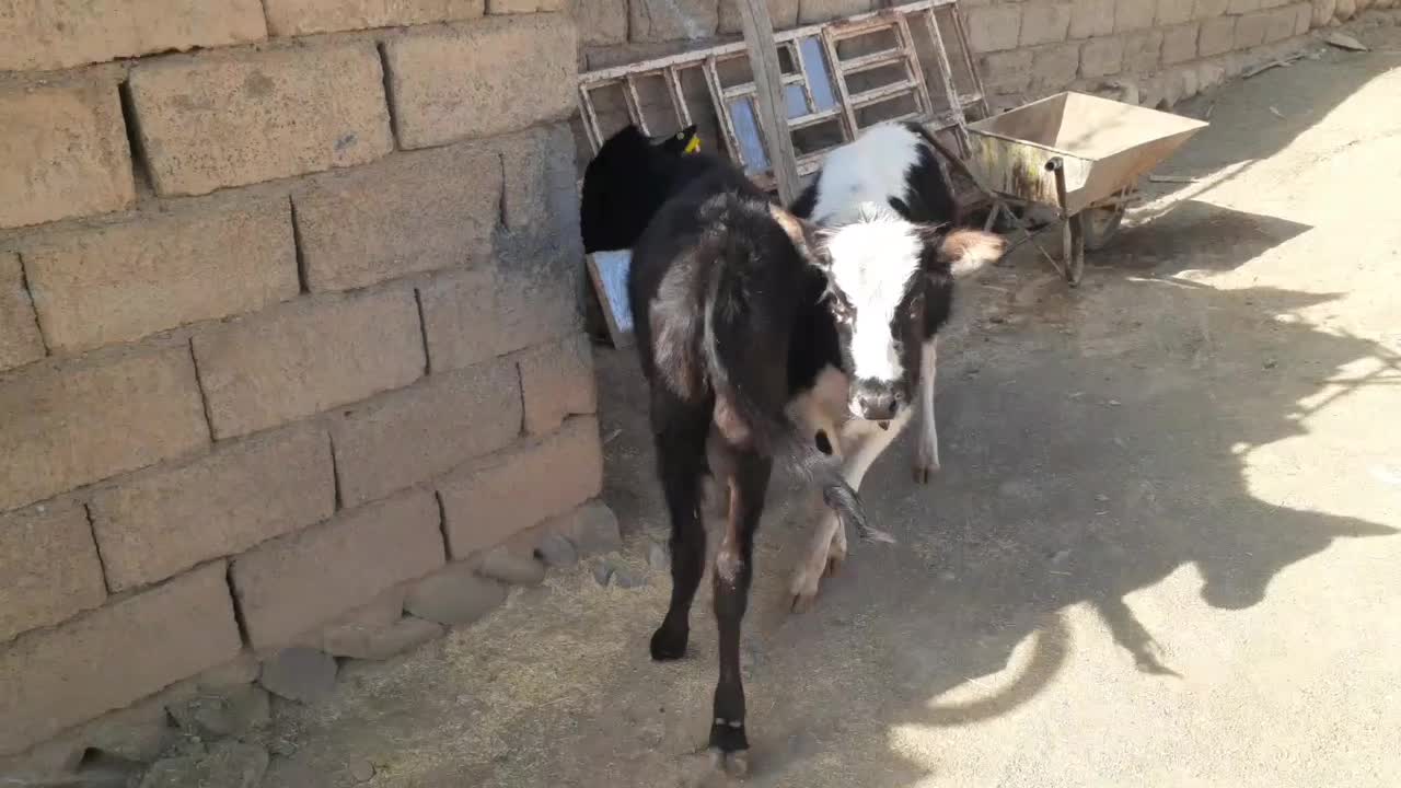 گاو یا گوساله ماده بومی|حیوانات مزرعه|شاهیوند, |دیوار