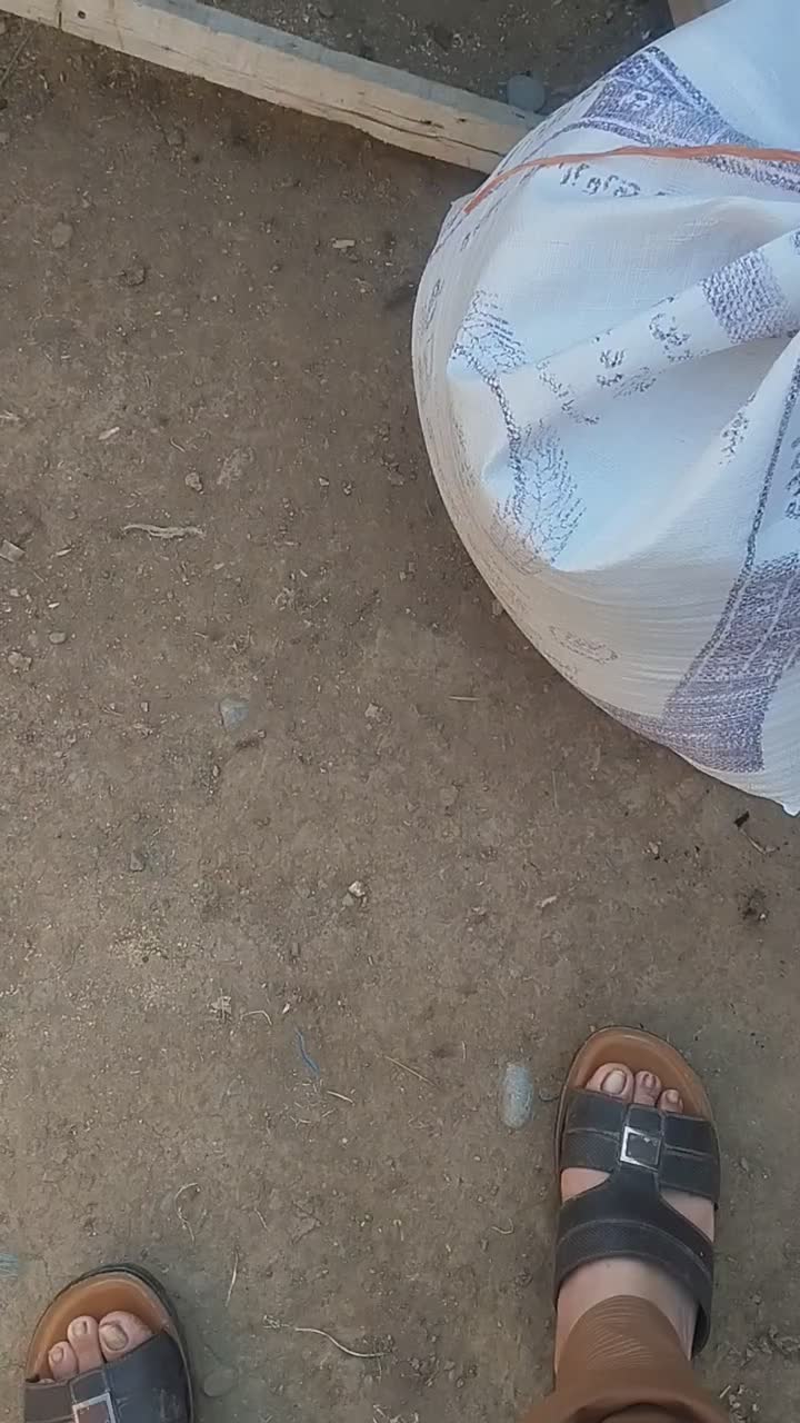 فروش توقلی|حیوانات مزرعه|آق قلا, |دیوار