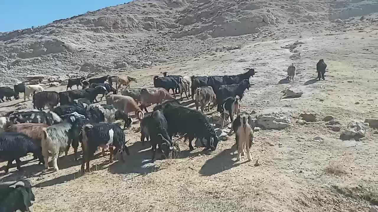 بز داشتی|حیوانات مزرعه|دهلران, |دیوار