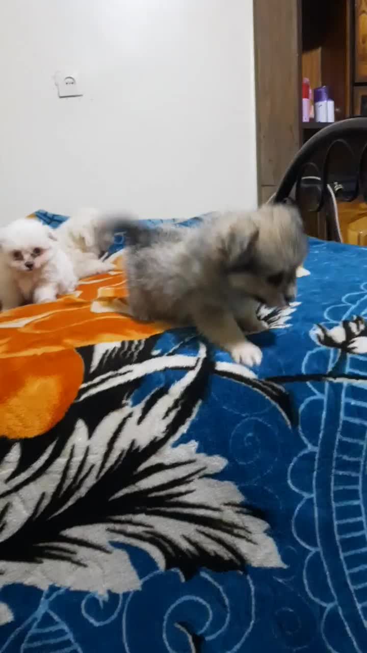 واگذاری سگ پاکوتاه سایز ریز|سگ|مسجد سلیمان, |دیوار