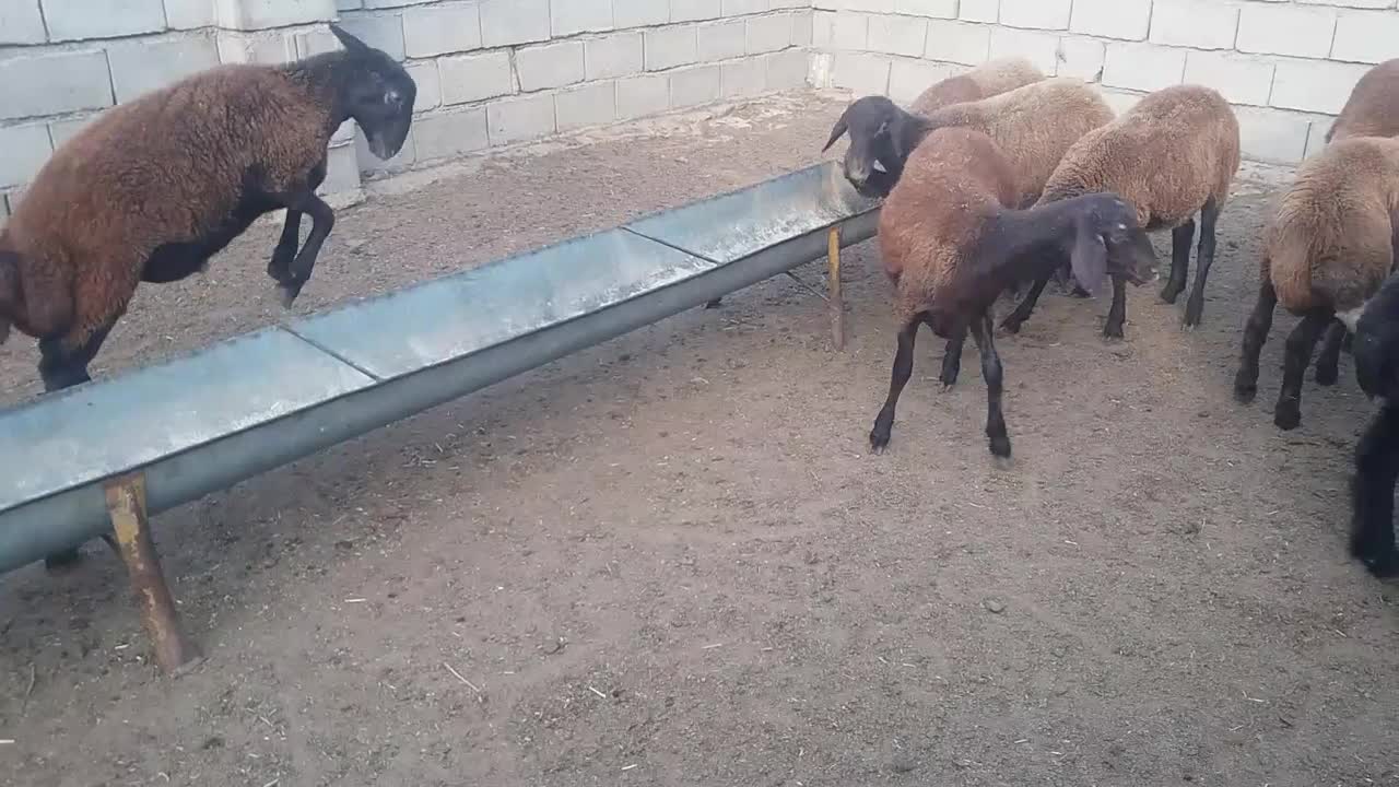 بره های ناب درجه یک نر و ماده|حیوانات مزرعه|گنبد کاووس, |دیوار