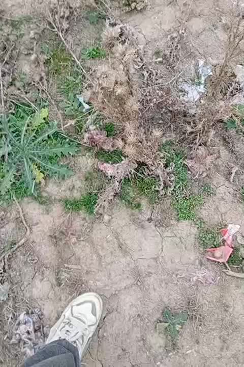 کبوتر مسافتی|پرنده|خان ببین, |دیوار