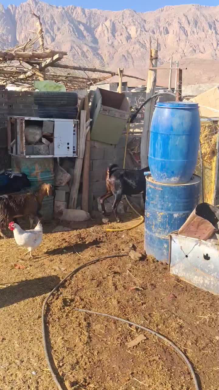 فروش گاو و گوسفند|حیوانات مزرعه|مهدی شهر, |دیوار