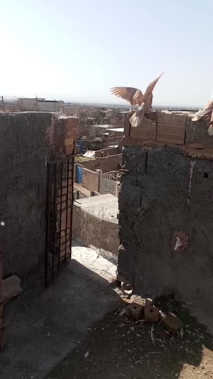 کبوتر|پرنده|نیشابور, فضل|دیوار