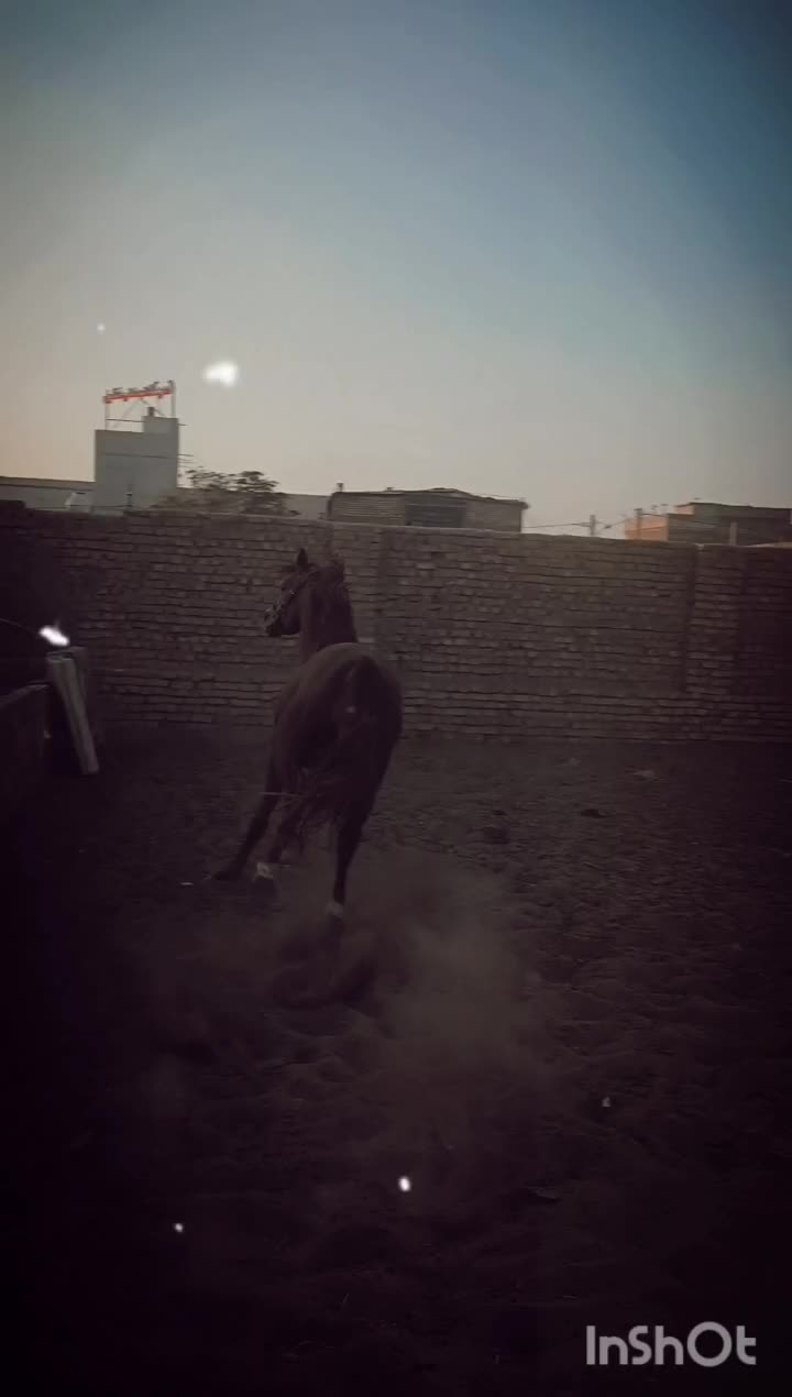 اسب عرب یک سر|اسب و تجهیزات اسبسواری|یزد, |دیوار