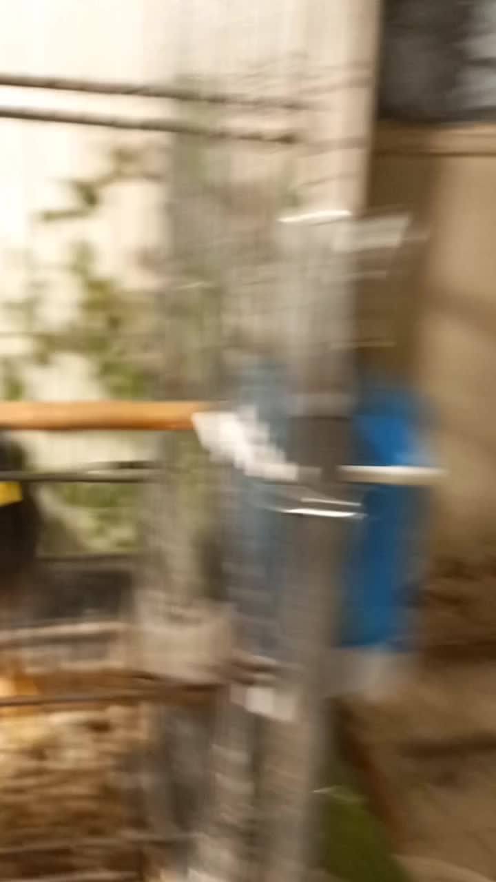 مینا سخنگو|پرنده|چهاردانگه (تهران), |دیوار