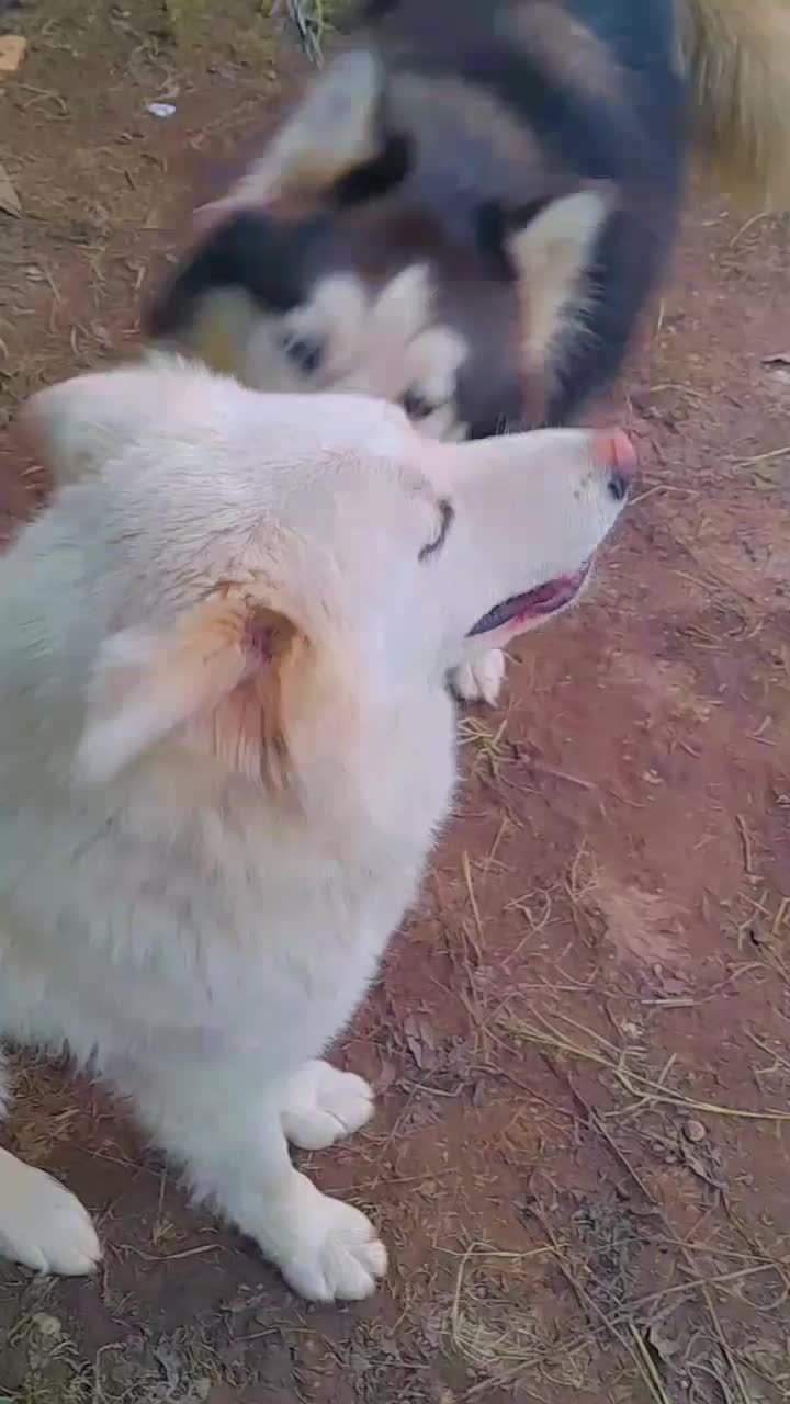 توله هاسکی|سگ|رشت, حومه رشت|دیوار