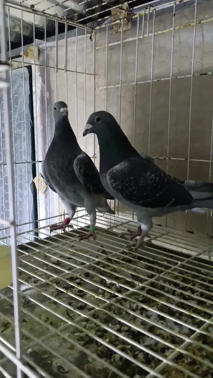 یک جفت کبوتر پلاکی جان اردن خالص|پرنده|بروجرد, |دیوار