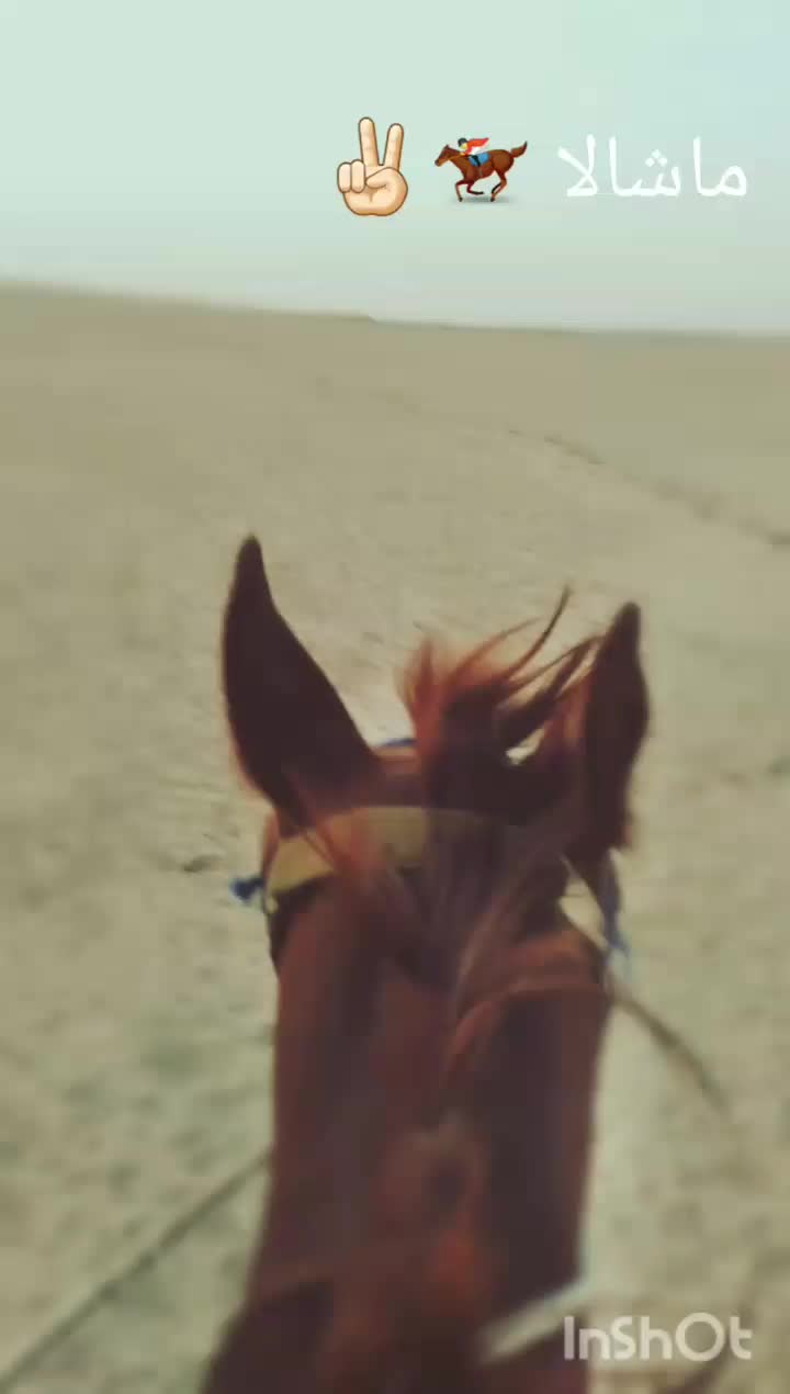 سلام خدمت اسب سواران مادیون کحیلان|اسب و تجهیزات اسبسواری|آبادان, |دیوار