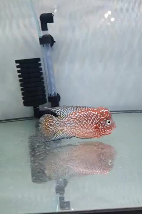 فلاور کامفا|ماهی|تهران, اوقاف|دیوار