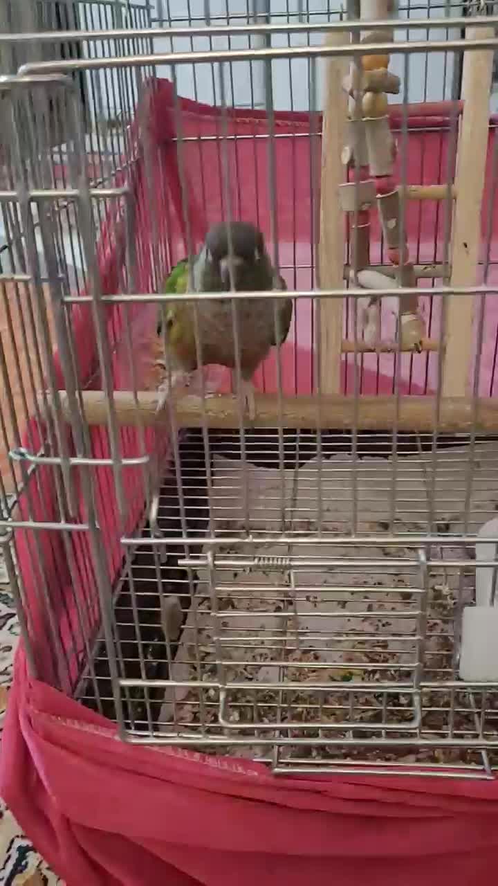 جفت گرینچیک  یلوساید رد سخنگو  قیمت تکی میباشد|پرنده|فردیس, شهرک شهید حسینی|دیوار