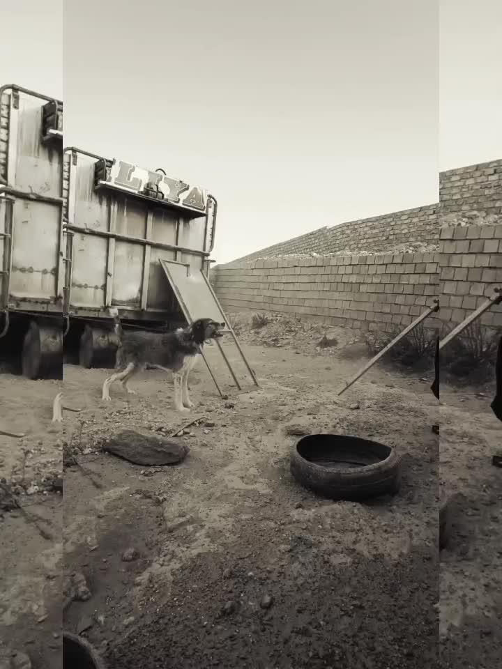 سگ نگهبان|سگ|چابهار, |دیوار
