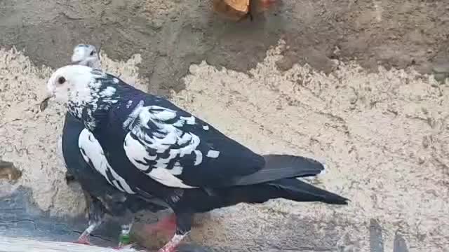 فروشی نرو ماده گاوک سیاه درجه یک عالی کبوتر کفتر|پرنده|شیراز, باجگاه|دیوار
