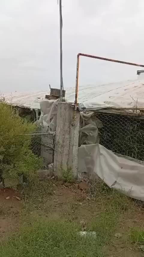 فروش زمین گلخانه در محمود آباد(روستای بائوده سفلی)|فروش زمین و ملک کلنگی|ری, حمزه‌آباد|دیوار