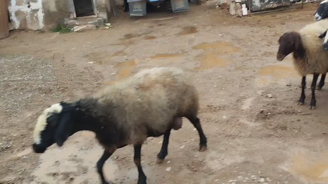 فقط به عشق بارون جفت 35|حیوانات مزرعه|قیدار, |دیوار