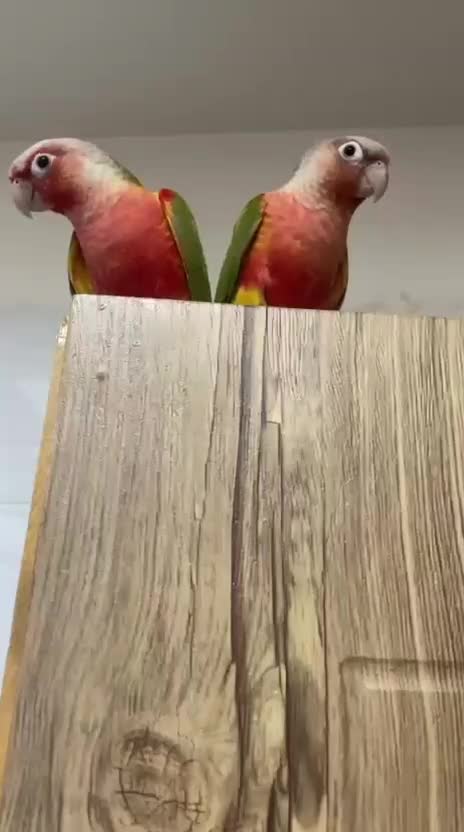 طوطی آناناسی رد اکستریم مولد|پرنده|ملارد, |دیوار