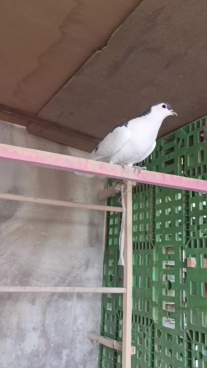 3تا غریب گیری|پرنده|شهریار, شهرک وائین|دیوار