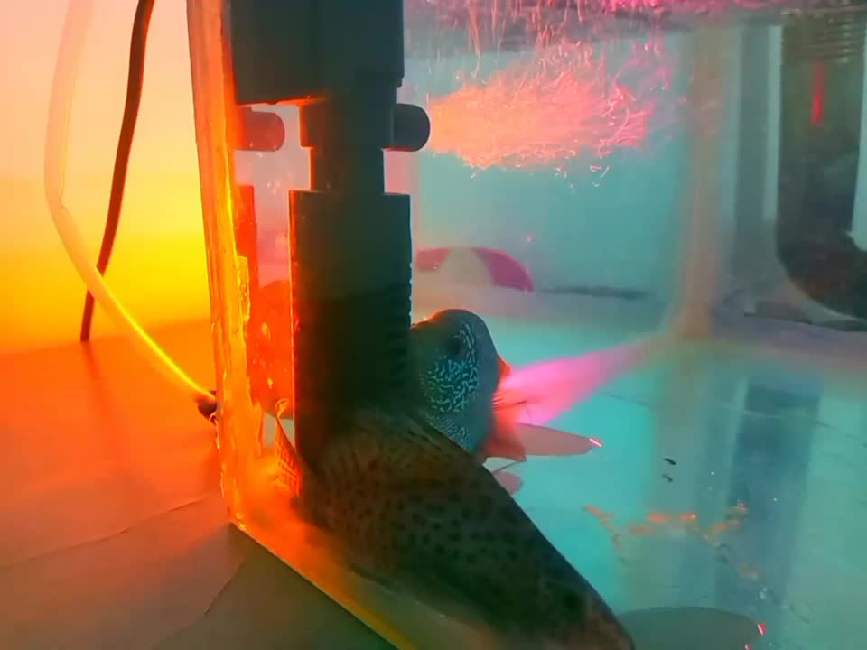 آکواریوم کوچک به همراه ماهی|ماهی|بجنورد, |دیوار