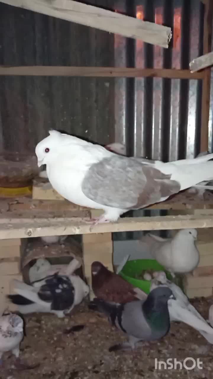 کفتر معامله|پرنده|یزد, |دیوار