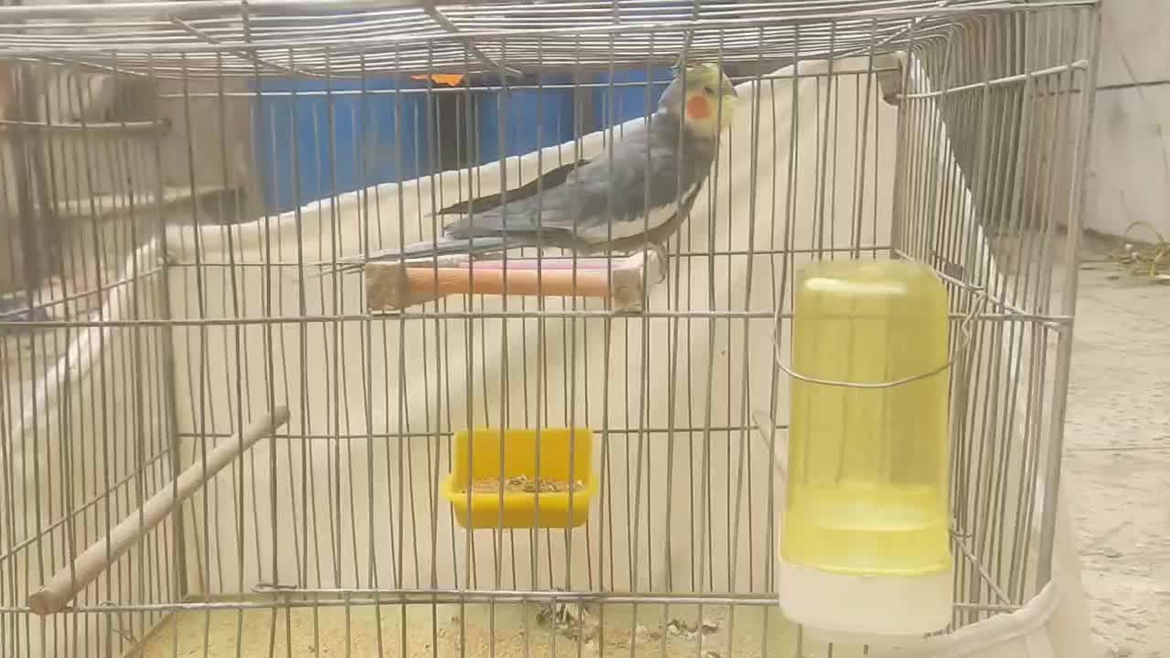 عروس هلندی|پرنده|ملایر, |دیوار