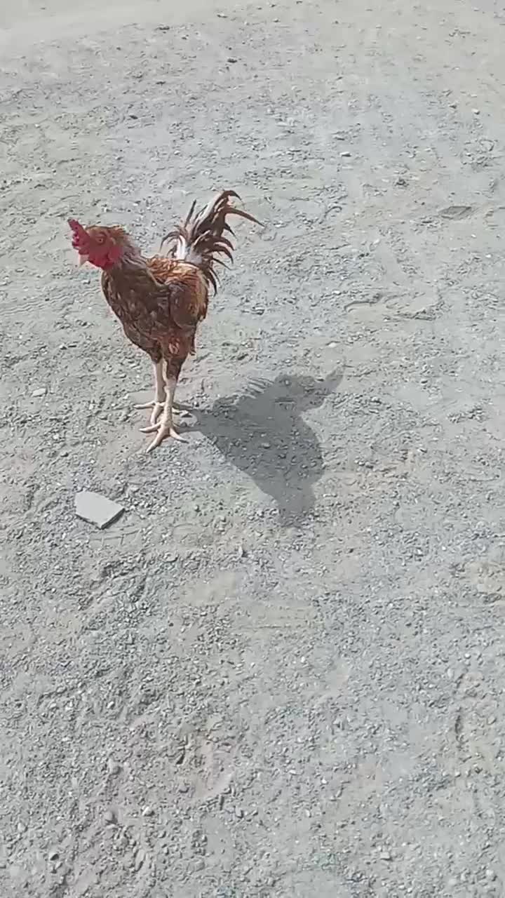 خروس لاری یک|حیوانات مزرعه|میناب, |دیوار