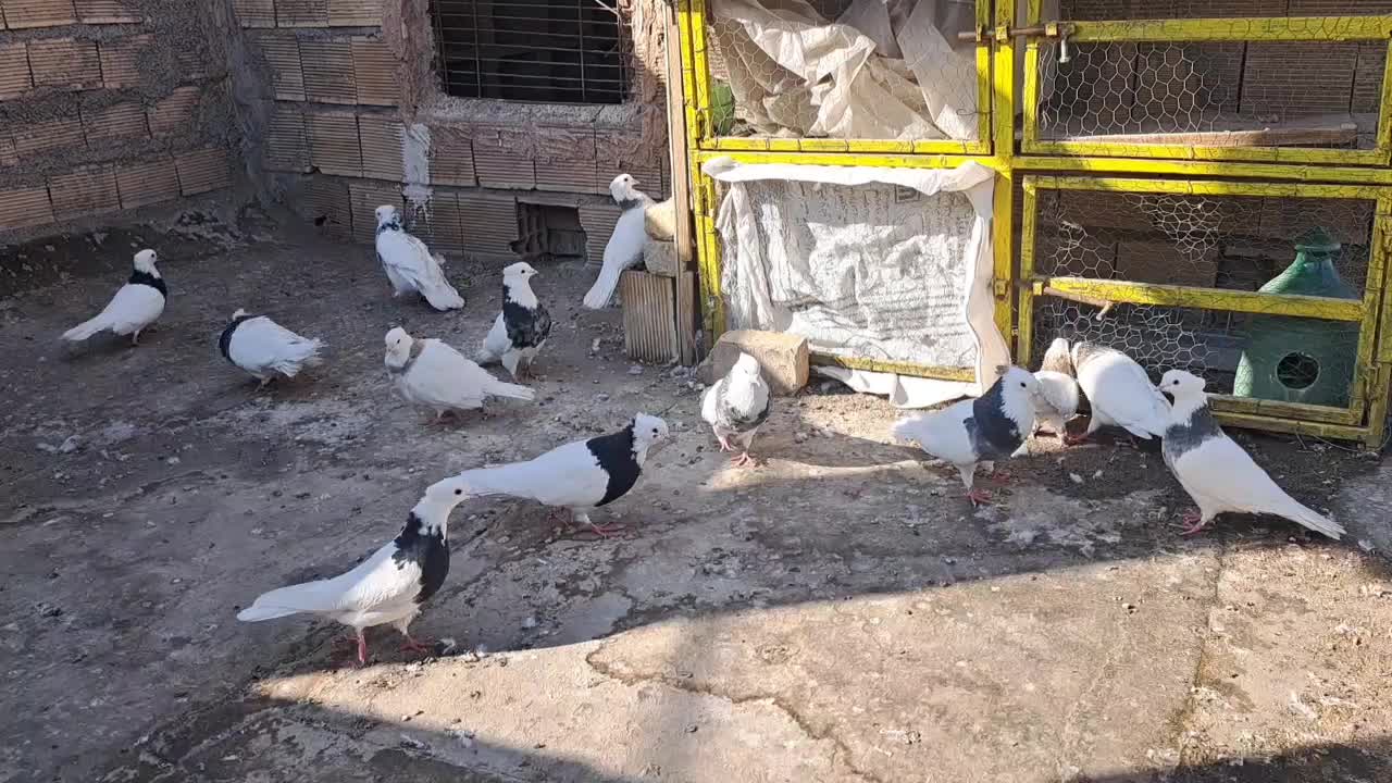 پرنده|پرنده|پیر بکران, |دیوار