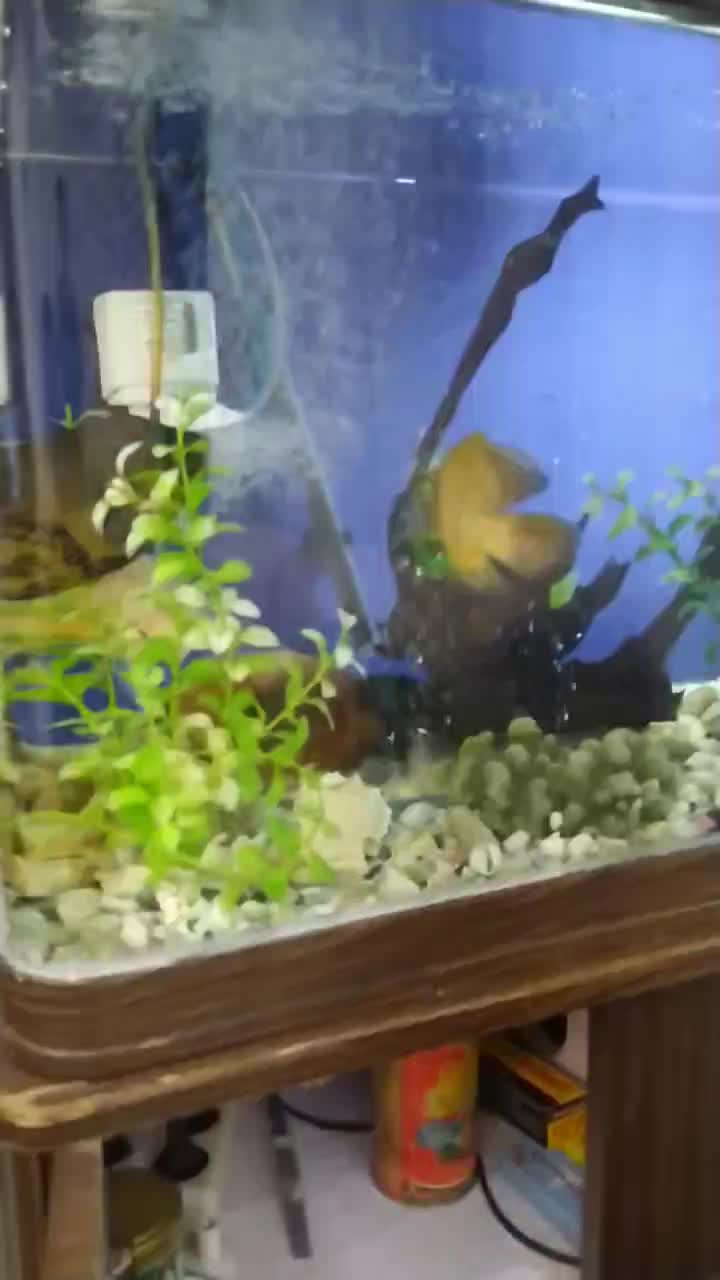 آکواریم ماهیران|ماهی|محمدیه-قزوین, |دیوار