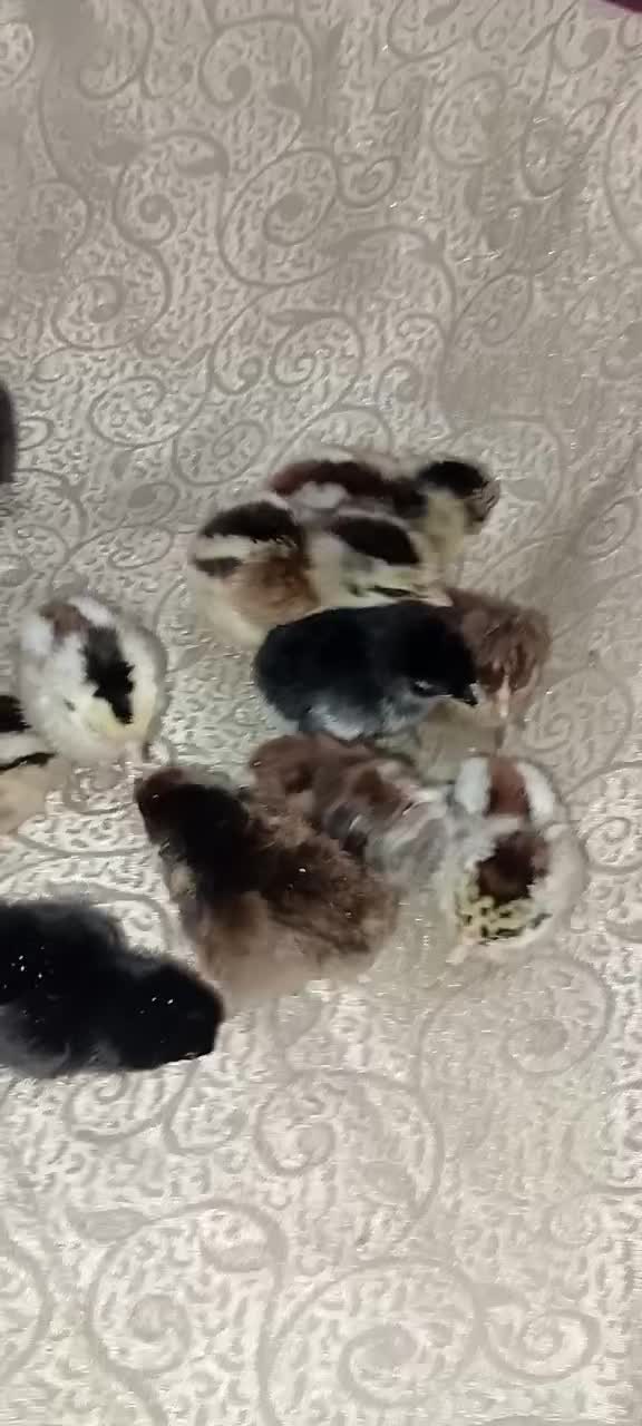 فروش‌ مرغ‌ وجوجه‌ ازمرغ‌ محلی‌ تامرغ‌ مرندی..جوجه‌|حیوانات مزرعه|اسماعیلی, |دیوار