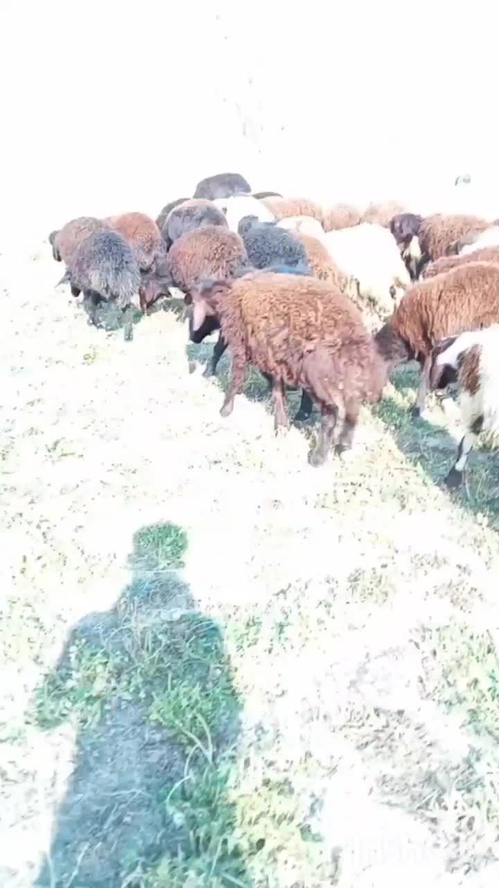 ۳۰عددبره نر|حیوانات مزرعه|سلماس, |دیوار