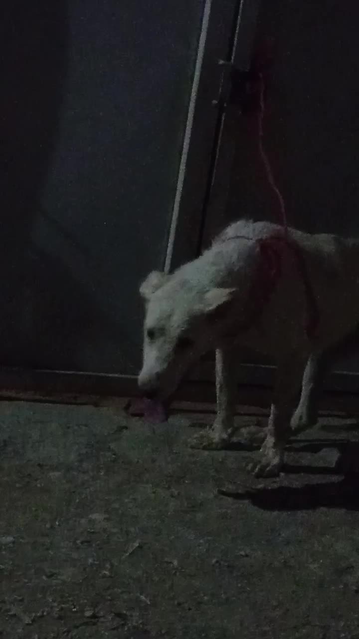 ماده پژدر|سگ|صالح آباد, |دیوار