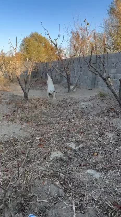 سگ عراقی از نسل تمیرچین قهرمان|سگ|ماهدشت, |دیوار