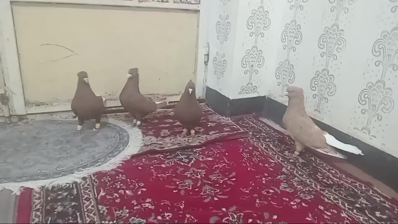 حمیدیه|پرنده|حمیدیه, |دیوار