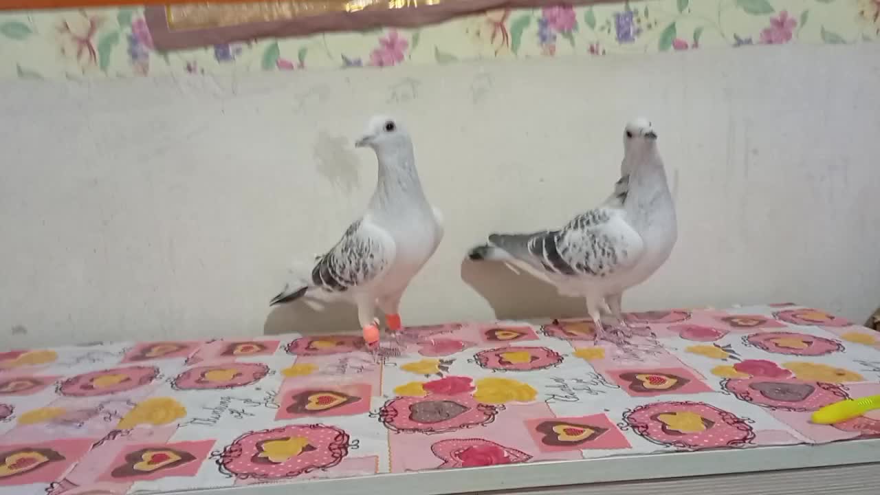 کفتر|پرنده|کاشمر, |دیوار