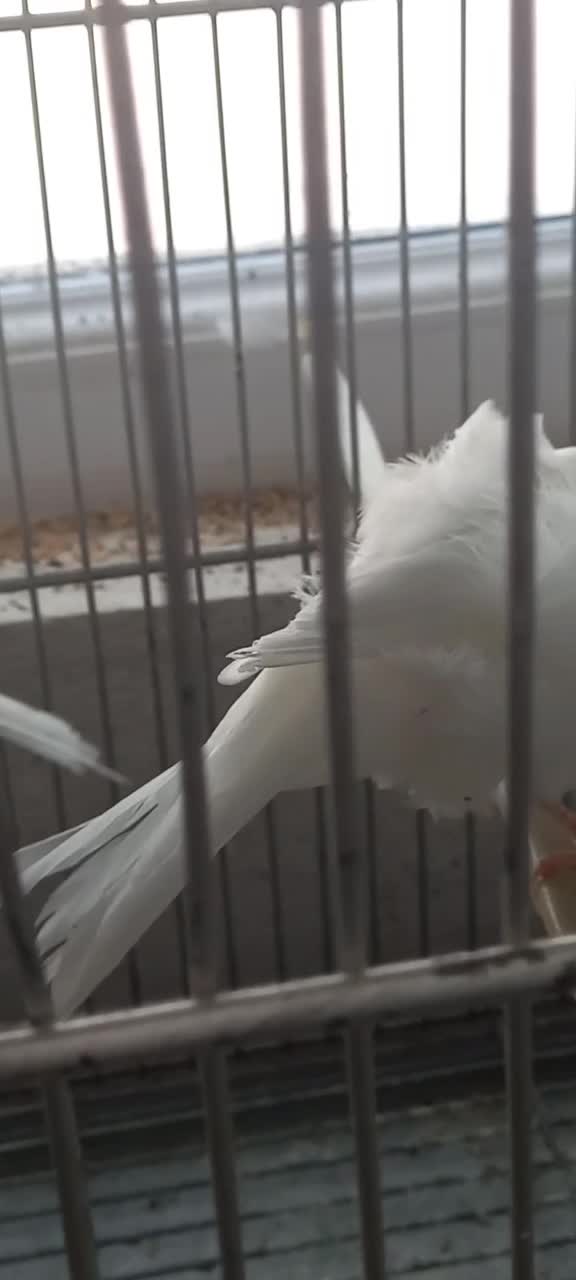 قناری فری|پرنده|محمدشهر, شهرک پیام (مهرالبرز)|دیوار