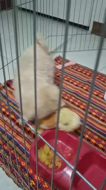 سگ آپارتمانی نژاد پامر|سگ|تهران, شهرک فردوس (حسینی)|دیوار